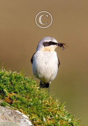Female Wheatear DM0857